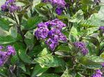 purple Garden Flowers Heliotrope, Cherry pie plant, Heliotropium Photo