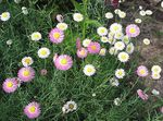 white Garden Flowers Paper Daisy, Sunray, Helipterum Photo