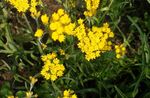 yellow Garden Flowers Paper Daisy, Sunray, Helipterum Photo