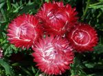 red Garden Flowers Paper Daisy, Sunray, Helipterum Photo