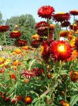 fénykép Strawflowers, Papír Daisy leírás