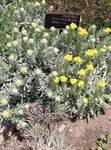 fotografie Helichrysum Perrenial popis