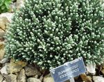 бял Градински цветове Helichrysum Perrenial снимка