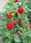 rosso I fiori da giardino Dalia, Dahlia foto