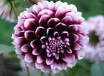 vinoso I fiori da giardino Dalia, Dahlia foto