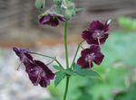 vinoso I fiori da giardino Geranio Hardy, Geranio Selvatico, Geranium foto