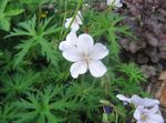 blanc les fleurs du jardin Géranium Vivace, Géranium Sauvage, Geranium Photo