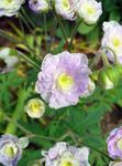 lilla I fiori da giardino Geranio Hardy, Geranio Selvatico, Geranium foto