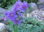 blu I fiori da giardino Geranio Hardy, Geranio Selvatico, Geranium foto