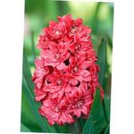 rouge les fleurs du jardin Jacinthe Dutch, Hyacinthus Photo