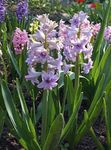 lilas les fleurs du jardin Jacinthe Dutch, Hyacinthus Photo