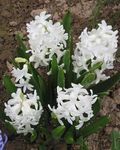 weiß Gartenblumen Niederländischen Hyazinthe, Hyacinthus Foto