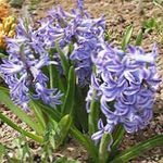 azzurro I fiori da giardino Giacinto Olandese, Hyacinthus foto