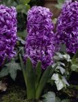 pourpre les fleurs du jardin Jacinthe Dutch, Hyacinthus Photo