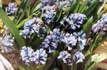 hellblau Gartenblumen Hyacinthella Pallasiana Foto