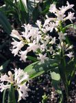 blanco Flores de jardín Hyacinthella Pallasiana Foto