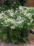 vit Trädgårdsblommor Virginia Waterleaf, Hydrophyllum virginianum Fil
