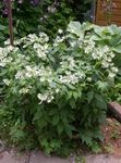 bianco I fiori da giardino Virginia Hydrophyllum, Hydrophyllum virginianum foto