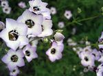 weiß Gartenblumen Gilia, Augen Vogel Foto