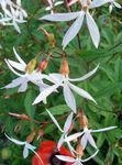 bianco I fiori da giardino Radice Bowmans, , Gillenia trifoliata foto