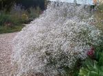 bianco I fiori da giardino Gypsophila, Gypsophila paniculata foto