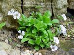 Mouse-ear Gypsophila 