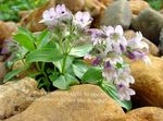 flieder Gartenblumen Hornkraut Schleierkraut, Gypsophila cerastioides. Foto