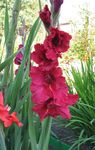 red Garden Flowers Gladiolus Photo