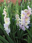 pink Garden Flowers Gladiolus Photo