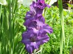 pourpre les fleurs du jardin Glaïeul, Gladiolus Photo