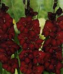 бордовый Садовые Цветы Гладиолус (Шпажник), Gladiolus Фото