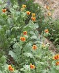 naranja Flores de jardín Amapola Mar, Amapola De Cuernos, Glaucium Foto