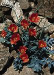 rouge les fleurs du jardin Mer Coquelicot, Coquelicot Cornes, Glaucium Photo