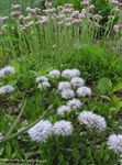 white Garden Flowers Globe Daisy, Globularia Photo