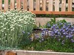 light blue Garden Flowers Globe Daisy, Globularia Photo