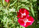 rot Gartenblumen Atlasflower, Abschied Zu Frühling, Godetia Foto