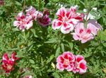 rosa Gartenblumen Atlasflower, Abschied Zu Frühling, Godetia Foto