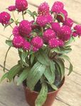 weinig Gartenblumen Kugelamarant, Gomphrena globosa Foto