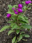 porpora I fiori da giardino Globo Amaranto, Gomphrena globosa foto