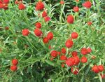 rosso I fiori da giardino Globo Amaranto, Gomphrena globosa foto