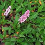 Knotweed Himalaya, Flor Vellón Himalaya