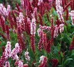 vineux Renouée De L'himalaya, De L'himalaya Fleur Polaire, Polygonum affine, Persicaria affinis Photo