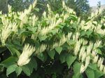 Knotweed Gigante