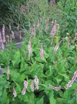 rosa Flores de jardín Vellón Montaña, Polygonum amplexicaule, Persicaria amplexicaulis Foto