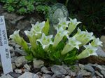 ホワイト 庭の花 リンドウ、ヤナギリンドウ, Gentiana フォト