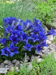 Gentian, Willow gentian 