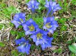 Photo Gentian, Willow gentian description