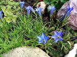 azzurro I fiori da giardino Genziana Cinesi, Gentiana  sino-ornata foto