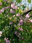 rosa Flores de jardín Guisante De Olor, Lathyrus odoratus Foto