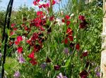 weinig Gartenblumen Wicke, Lathyrus odoratus Foto